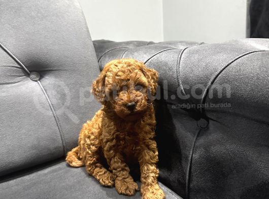 Kıvır Kıvır Toy Poodle Bebeklerim görsel