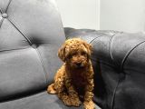 Kıvır Kıvır Toy Poodle Bebeklerim