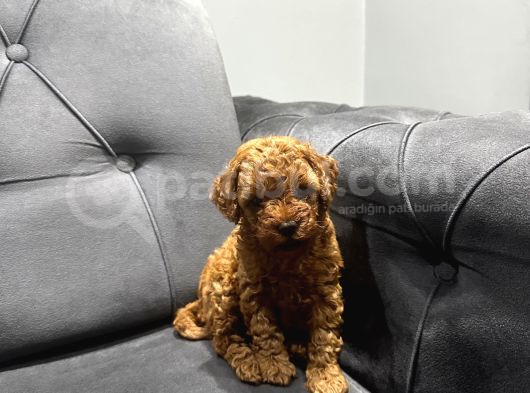 Kıvır Kıvır Toy Poodle Bebeklerim görsel