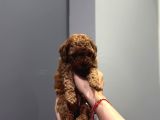 Wc Eğitimli Ve Aşılı Orjinal Toy Poodle Bebeğim