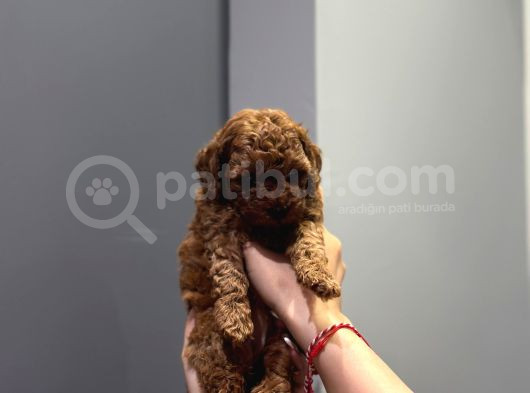 Wc Eğitimli Ve Aşılı Orjinal Toy Poodle Bebeğim görsel