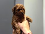 Wc Eğitimli Ve Aşılı Orjinal Toy Poodle Bebeğim