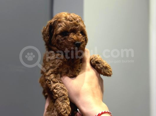 Wc Eğitimli Ve Aşılı Orjinal Toy Poodle Bebeğim görsel