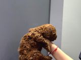 Wc Eğitimli Ve Aşılı Orjinal Toy Poodle Bebeğim