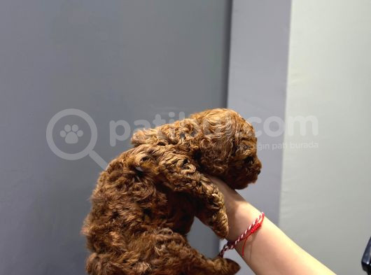 Wc Eğitimli Ve Aşılı Orjinal Toy Poodle Bebeğim görsel