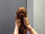 Wc eğitimli ve aşılı orjinal toy poodle bebeğim