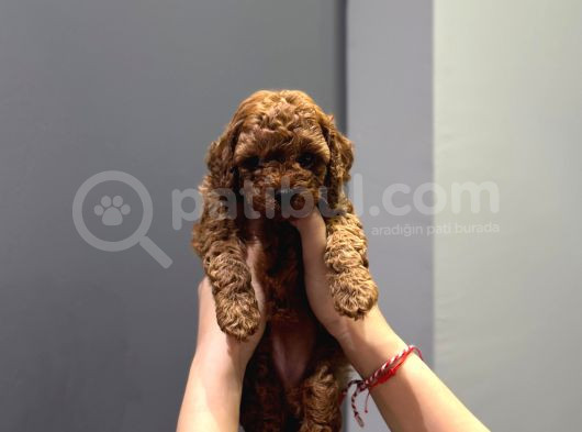 Wc Eğitimli Ve Aşılı Orjinal Toy Poodle Bebeğim
