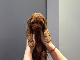 Wc Eğitimli Ve Aşılı Orjinal Toy Poodle Bebeğim