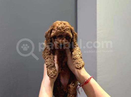 Wc Eğitimli Ve Aşılı Orjinal Toy Poodle Bebeğim görsel