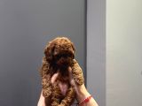 Wc Eğitimli Ve Aşılı Orjinal Toy Poodle Bebeğim