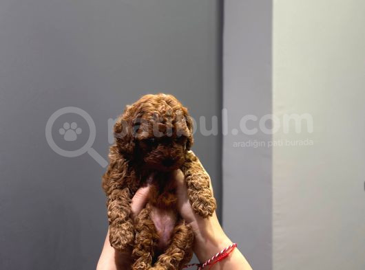Wc Eğitimli Ve Aşılı Orjinal Toy Poodle Bebeğim görsel