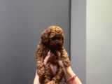 Wc Eğitimli Ve Aşılı Orjinal Toy Poodle Bebeğim