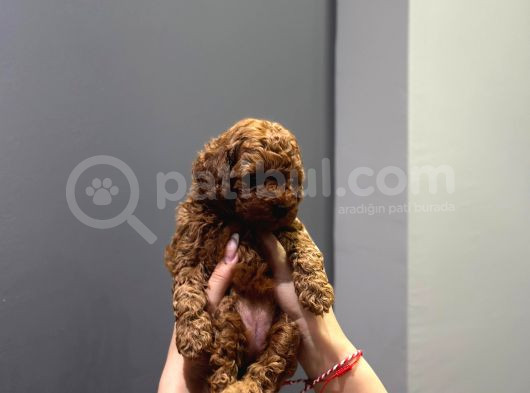 Wc Eğitimli Ve Aşılı Orjinal Toy Poodle Bebeğim görsel