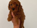 Teslime Hazır poodle yavrum wc eğitimli ve aşılıdır