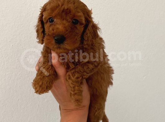 Teslime Hazır Poodle Yavrum Wc Eğitimli Ve Aşılıdır