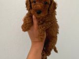 Teslime Hazır Poodle Yavrum Wc Eğitimli Ve Aşılıdır