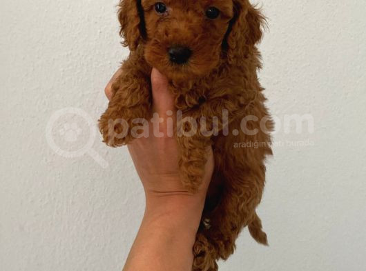Teslime Hazır Poodle Yavrum Wc Eğitimli Ve Aşılıdır görsel