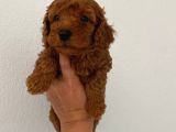 Teslime Hazır Poodle Yavrum Wc Eğitimli Ve Aşılıdır