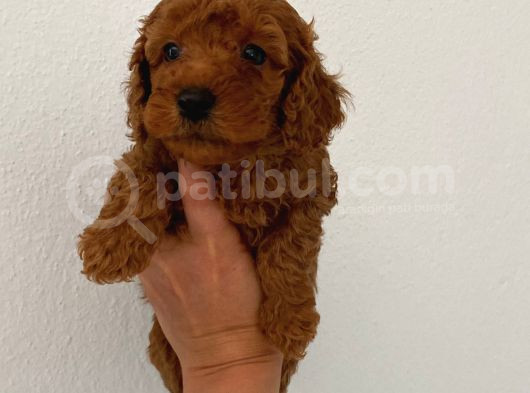 Teslime Hazır Poodle Yavrum Wc Eğitimli Ve Aşılıdır görsel
