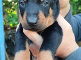 Orjinal Doberman Yavrular 
