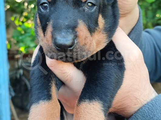Orjinal Doberman Yavrular  görsel
