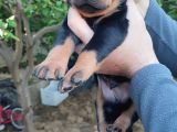 Orjinal Doberman Yavrular 