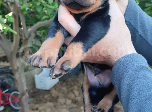 Orjinal Doberman Yavrular  görsel