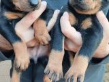 Orjinal Doberman Yavrular 