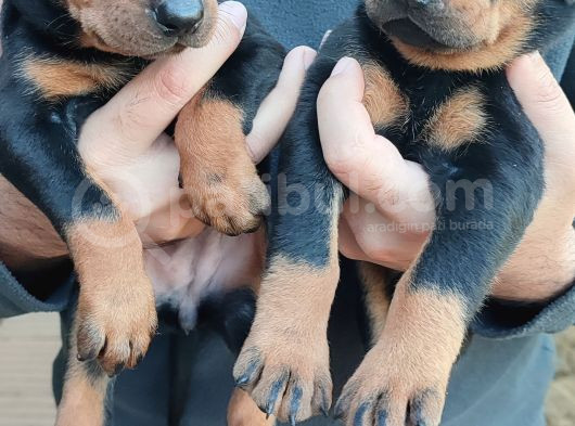 Orjinal Doberman Yavrular  görsel