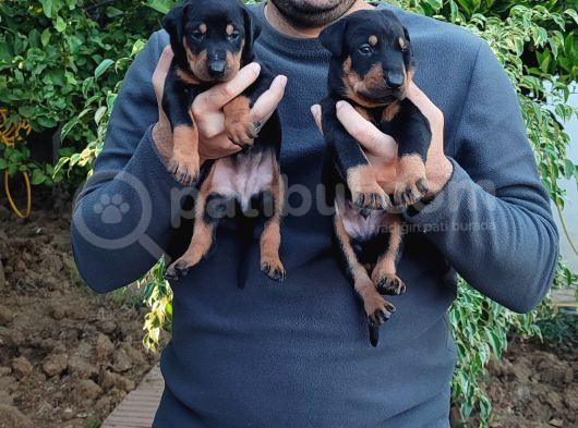 Orjinal Doberman Yavrular 