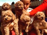 Irk Garanti̇li̇ Red Toy Poodle Yavrularimiz