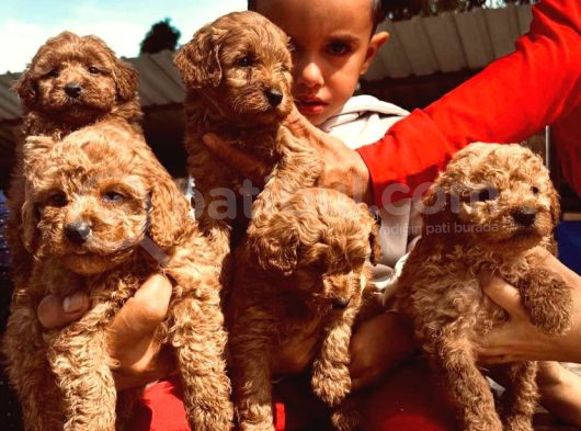 Irk Garanti̇li̇ Red Toy Poodle Yavrularimiz görsel