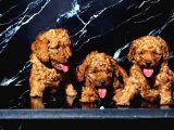 IRK GARANTİLİ RED TOY POODLE YAVRULARIMIZ