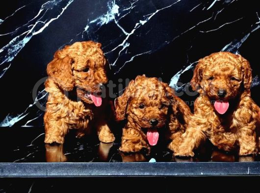 Irk Garanti̇li̇ Red Toy Poodle Yavrularimiz