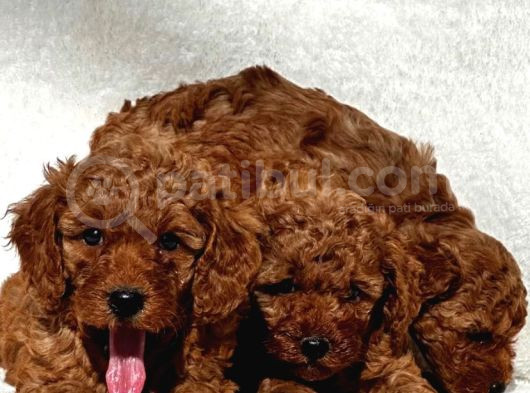 Irk Garanti̇li̇ Red Toy Poodle Yavrularimiz görsel
