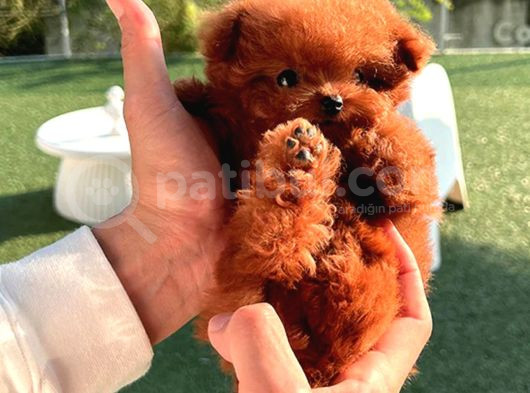Safkan orjinal kore poodle bebeklerimiz
