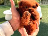 Orjinal Toy Poodle Bebeklerimiz Gelmiştir