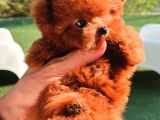 Orjinal Toy Poodle Bebeklerimiz Gelmiştir