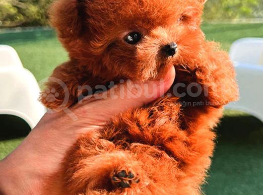 Orjinal toy poodle bebeklerimiz gelmiştir