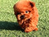 Orjinal Toy Poodle Bebeklerimiz Gelmiştir