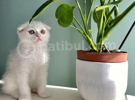 Safkan Bem Beyaz Yavrularımız Yuvaya Gitmeye Hazır görsel