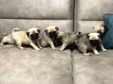 Gül Kuyruk Pug Mops Yavrular Şehi̇rdişi Gönderi̇li̇r