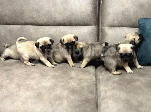 Gül Kuyruk Pug Mops Yavrular Şehi̇rdişi Gönderi̇li̇r görsel