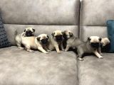 Gül Kuyruk Pug Mops Yavrular Şehi̇rdişi Gönderi̇li̇r