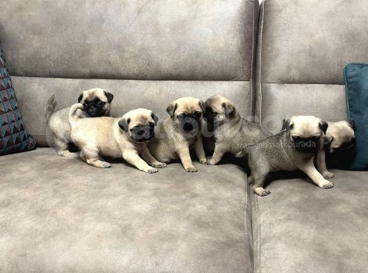 Gül Kuyruk Pug Mops Yavrular Şehi̇rdişi Gönderi̇li̇r görsel