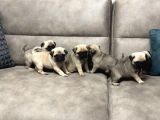 Gül Kuyruk Pug Mops Yavrular Şehi̇rdişi Gönderi̇li̇r