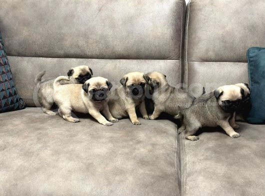 Gül Kuyruk Pug Mops Yavrular Şehi̇rdişi Gönderi̇li̇r görsel