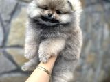 POMERANİAN IRKININ EN GÜZEL BEBEKLERİ