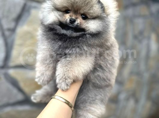 Pomerani̇an Irkinin En Güzel Bebekleri̇