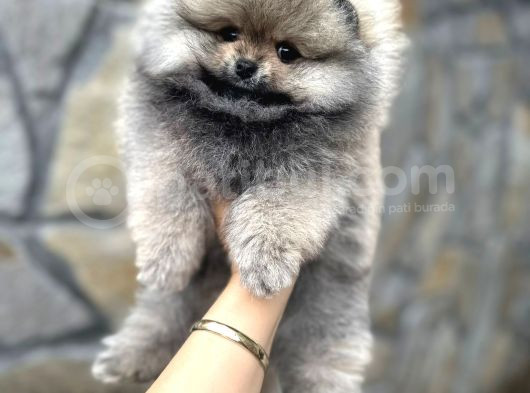 Pomerani̇an Irkinin En Güzel Bebekleri̇ görsel